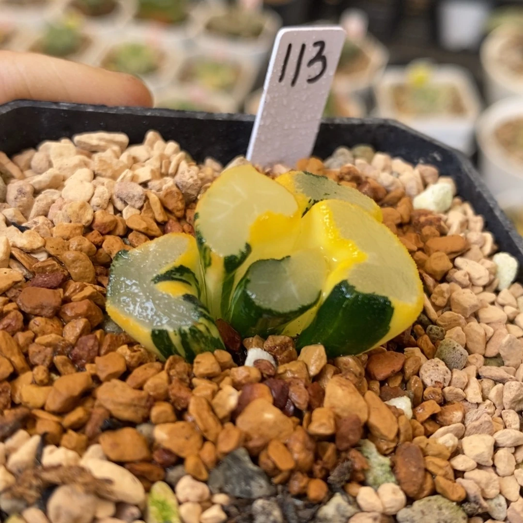 113号大明湖万象锦带盆