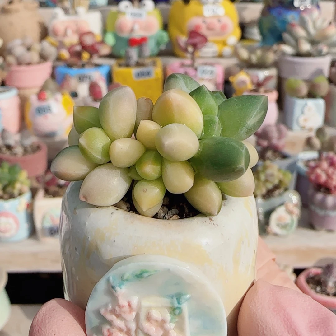 天空美人锦 盆口3cm