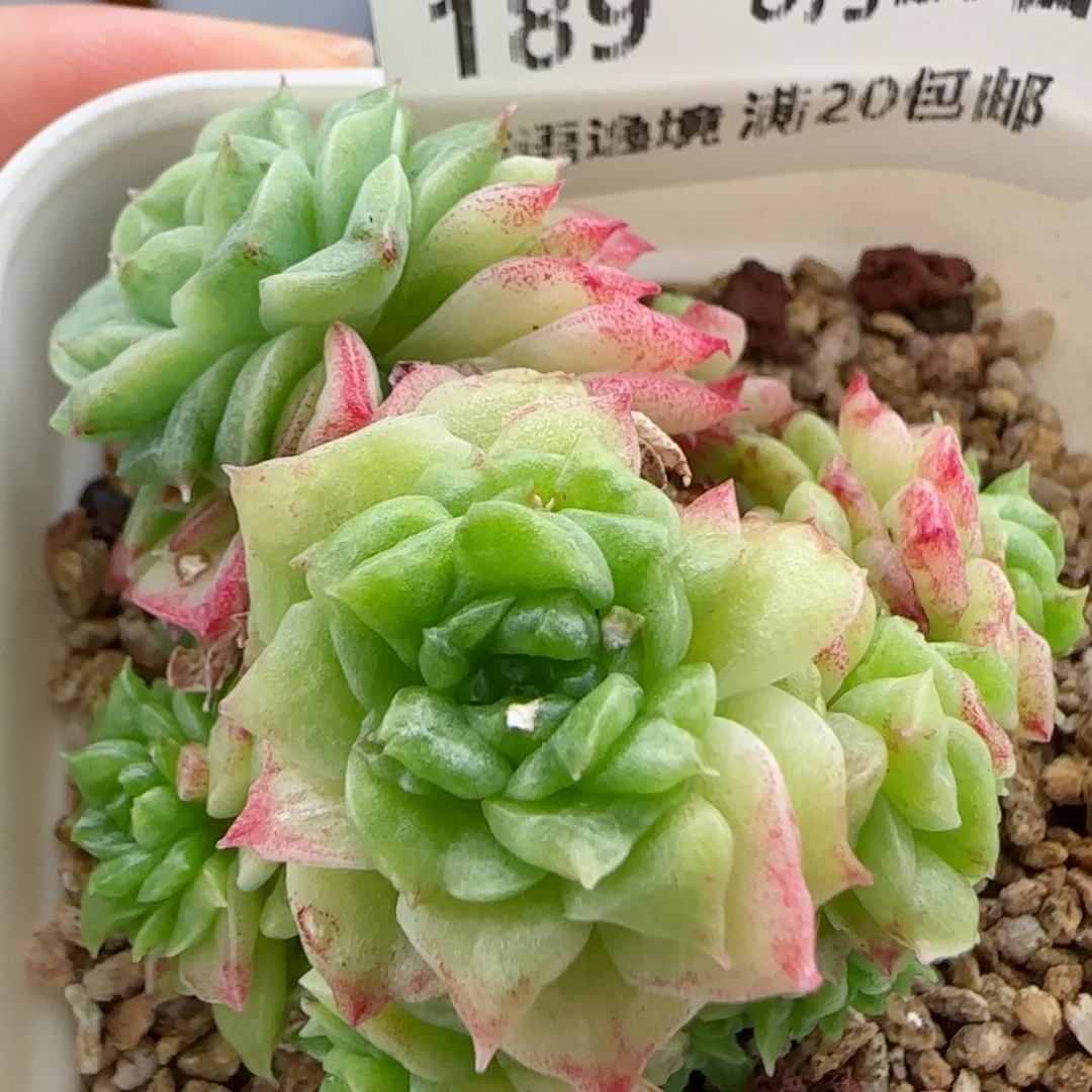 花语逸镜0827-189史话