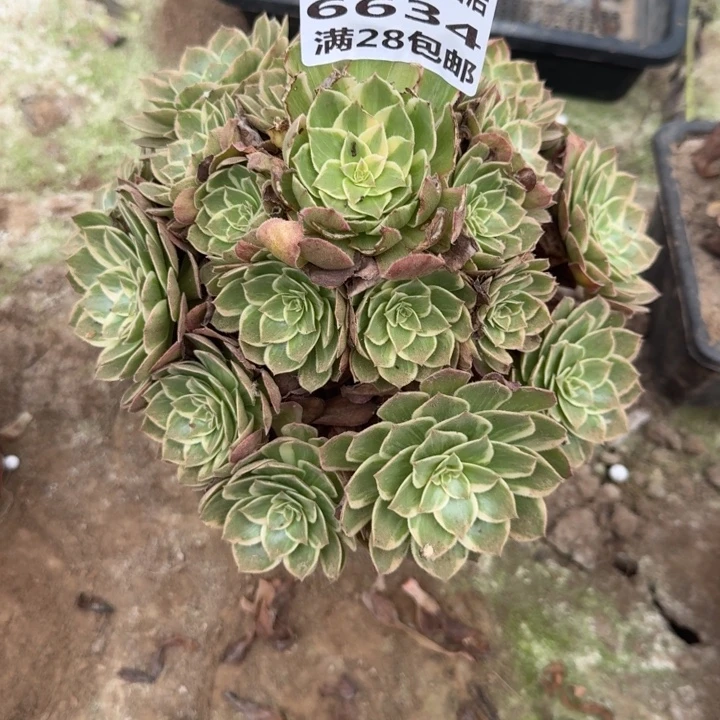6634三号棚粉花妖