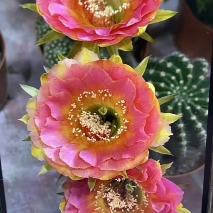 彩草香妃侧芽3公分左右