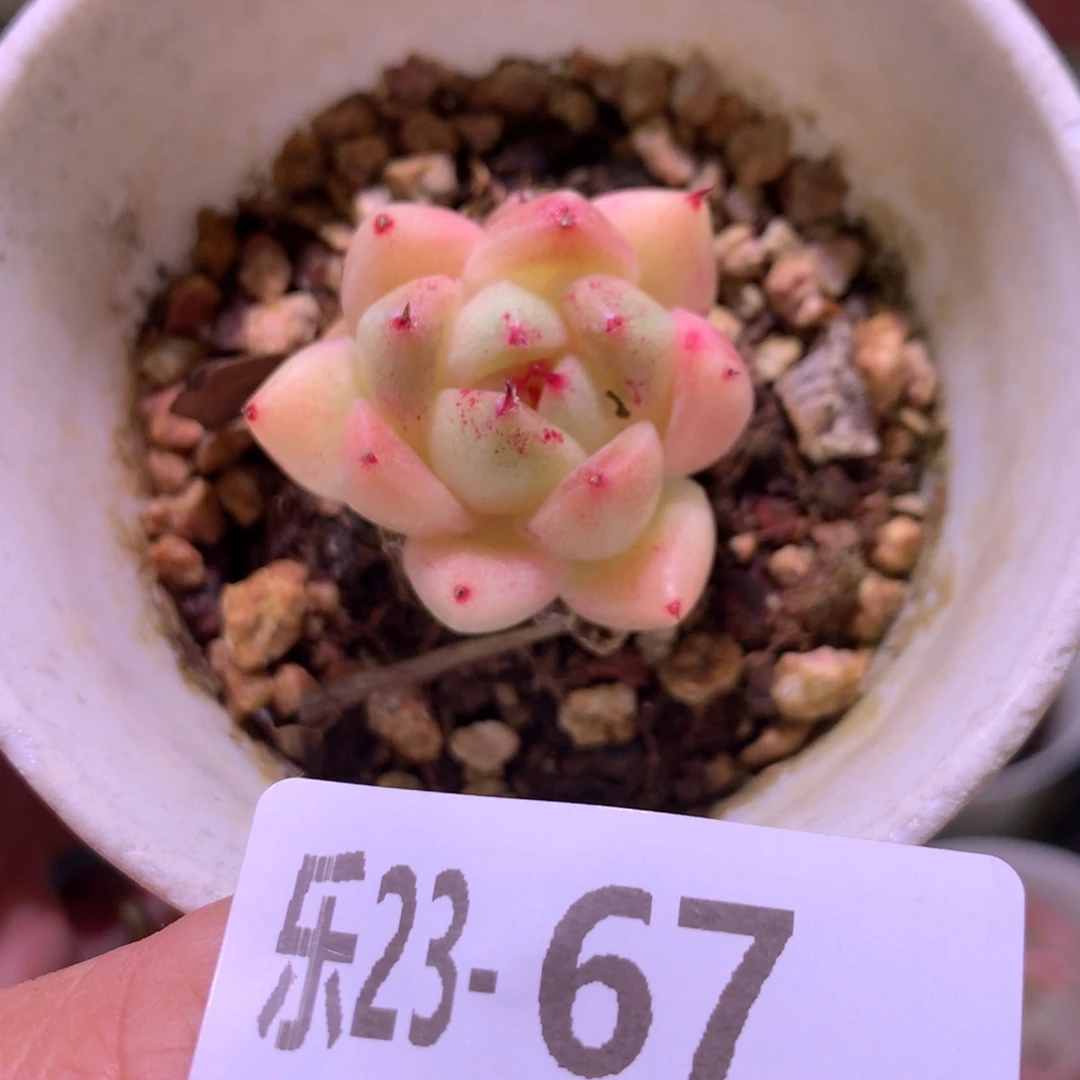 乐然23-67 黄金石英