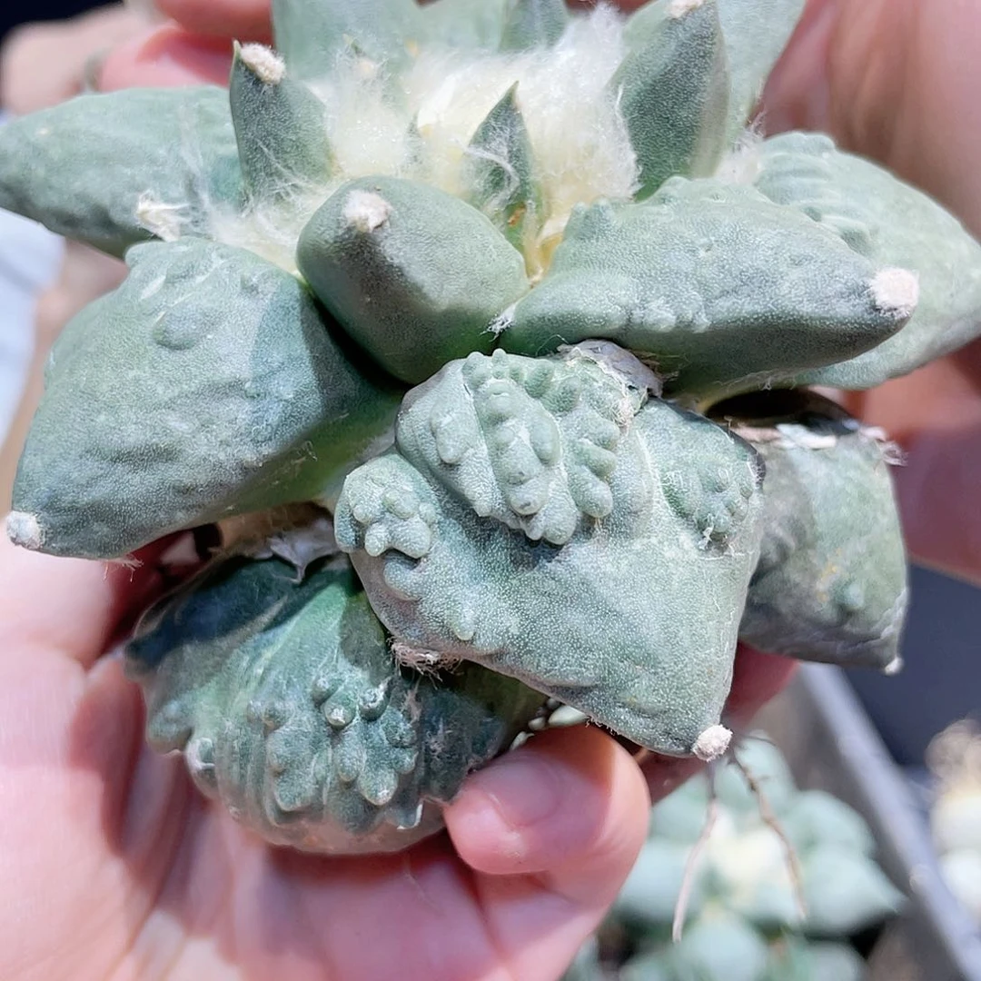 10.5cm自根大村主怒涛牡丹萝卜根