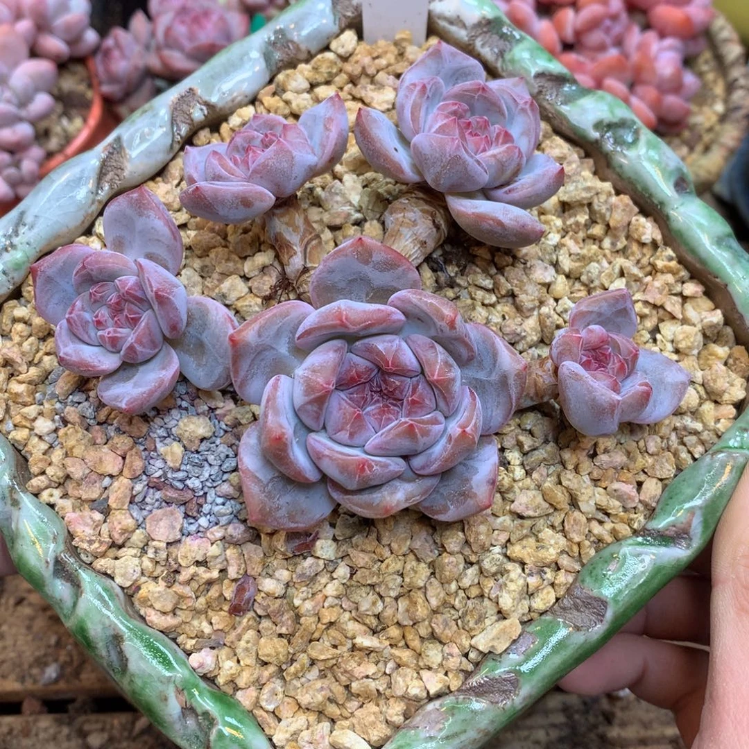 S0998 星影老桩 无砍 12cm