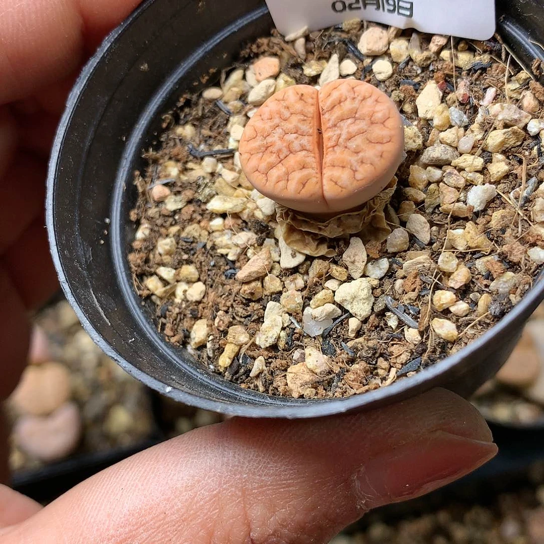 W792多肉植物保护研究所