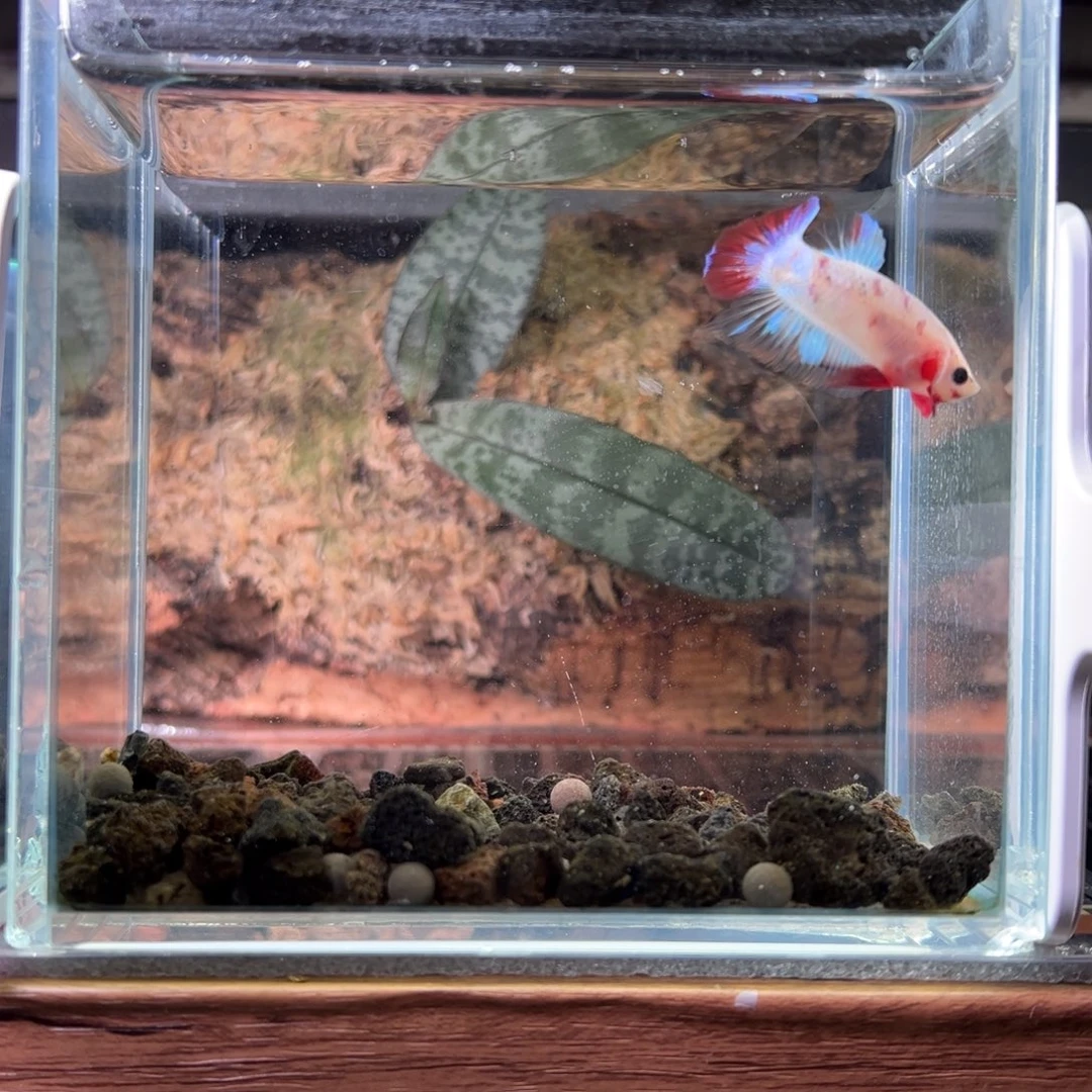 斗鱼精品系列斗鱼