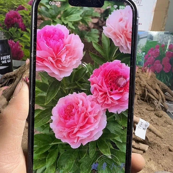 完全开放玫瑰心花