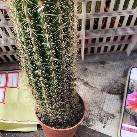 大象头神毛花毛花246777