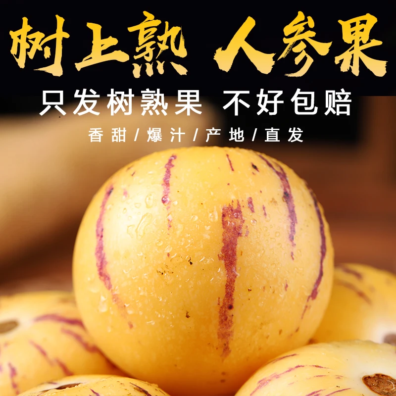 （真正树熟）树上熟云南石林人参果现摘特大新鲜水果七彩黄肉人生果