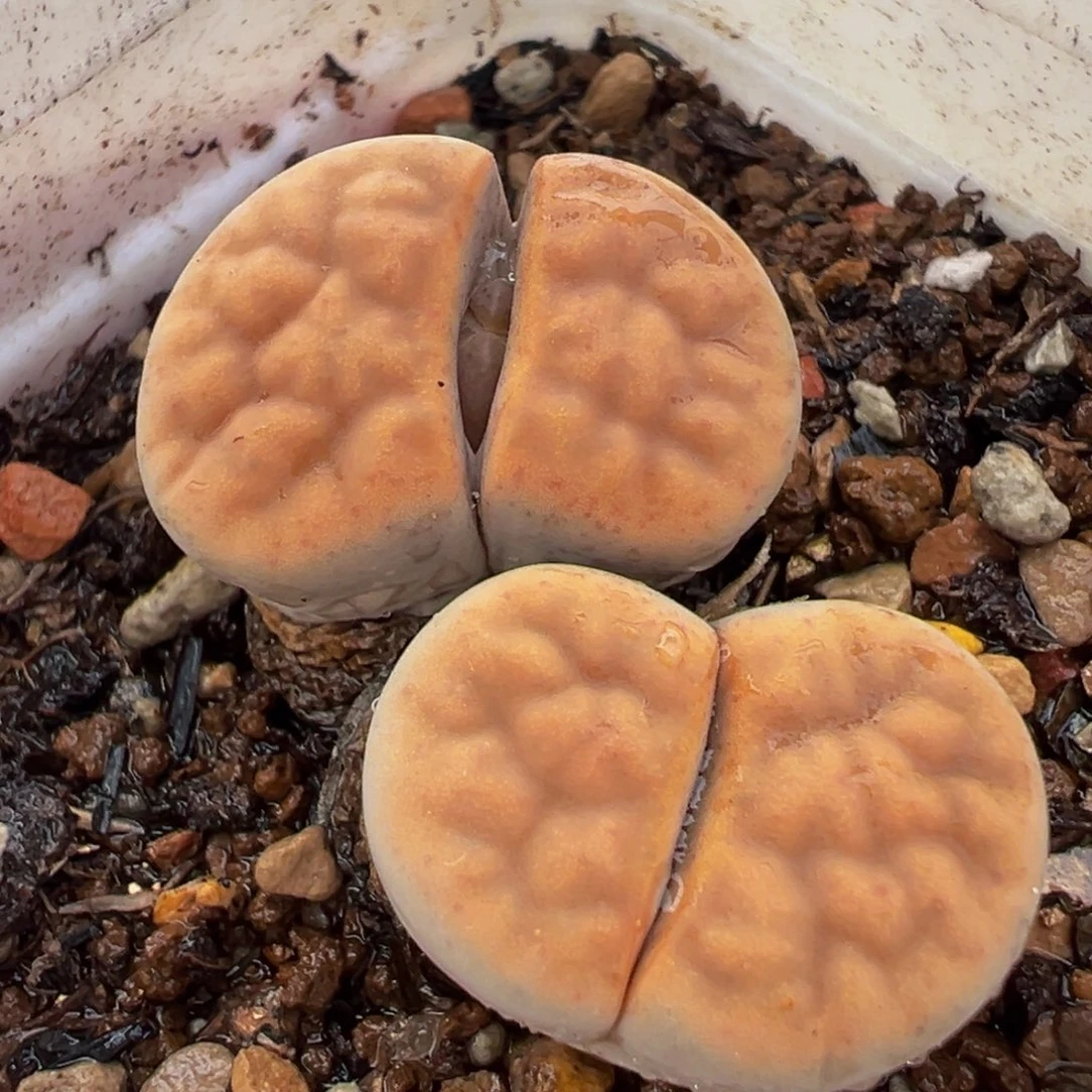 258多肉植物种类多样