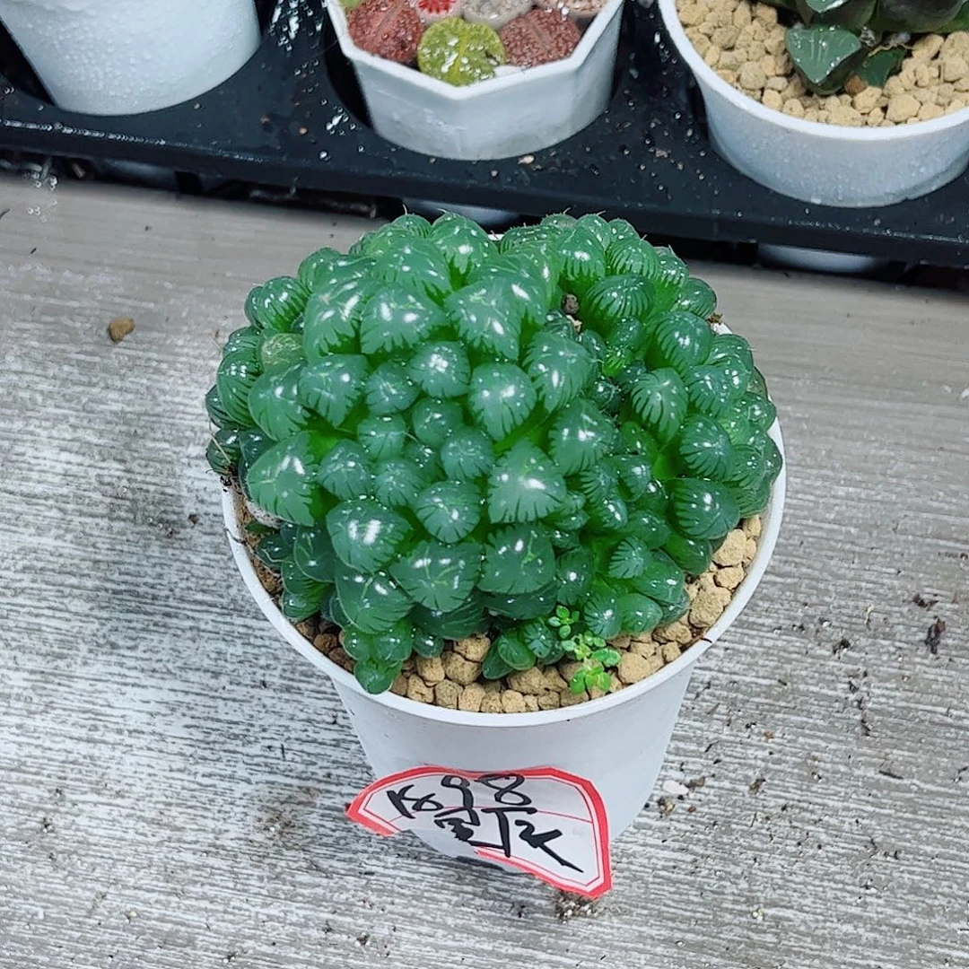 冰灯玉露群多肉植物