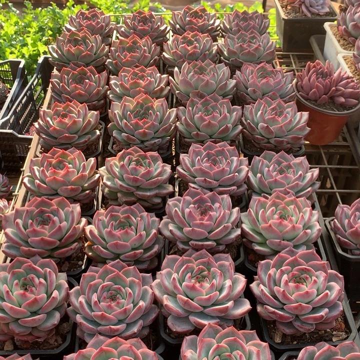 红鸾多肉植物9.99两单包邮