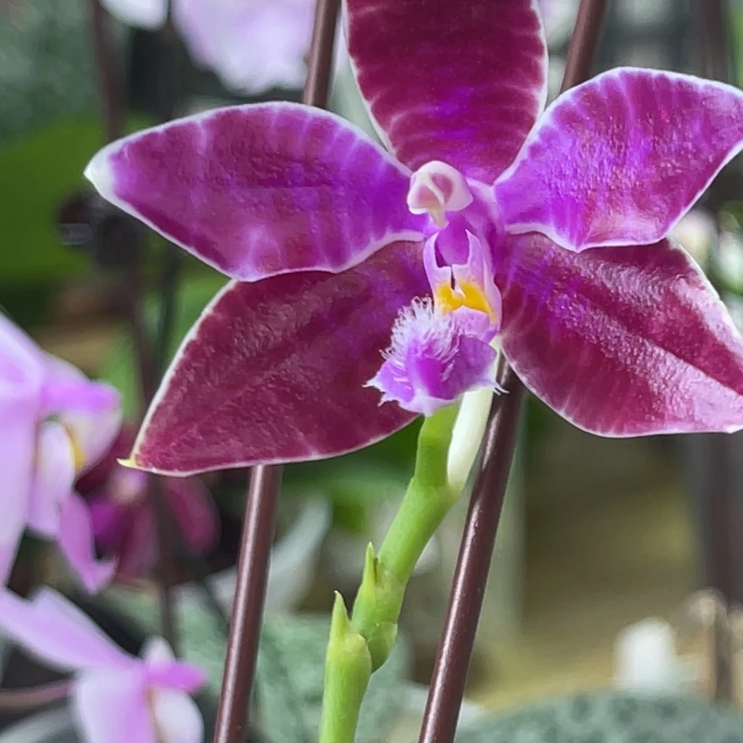 完全开放SWR红-1318超级甜香