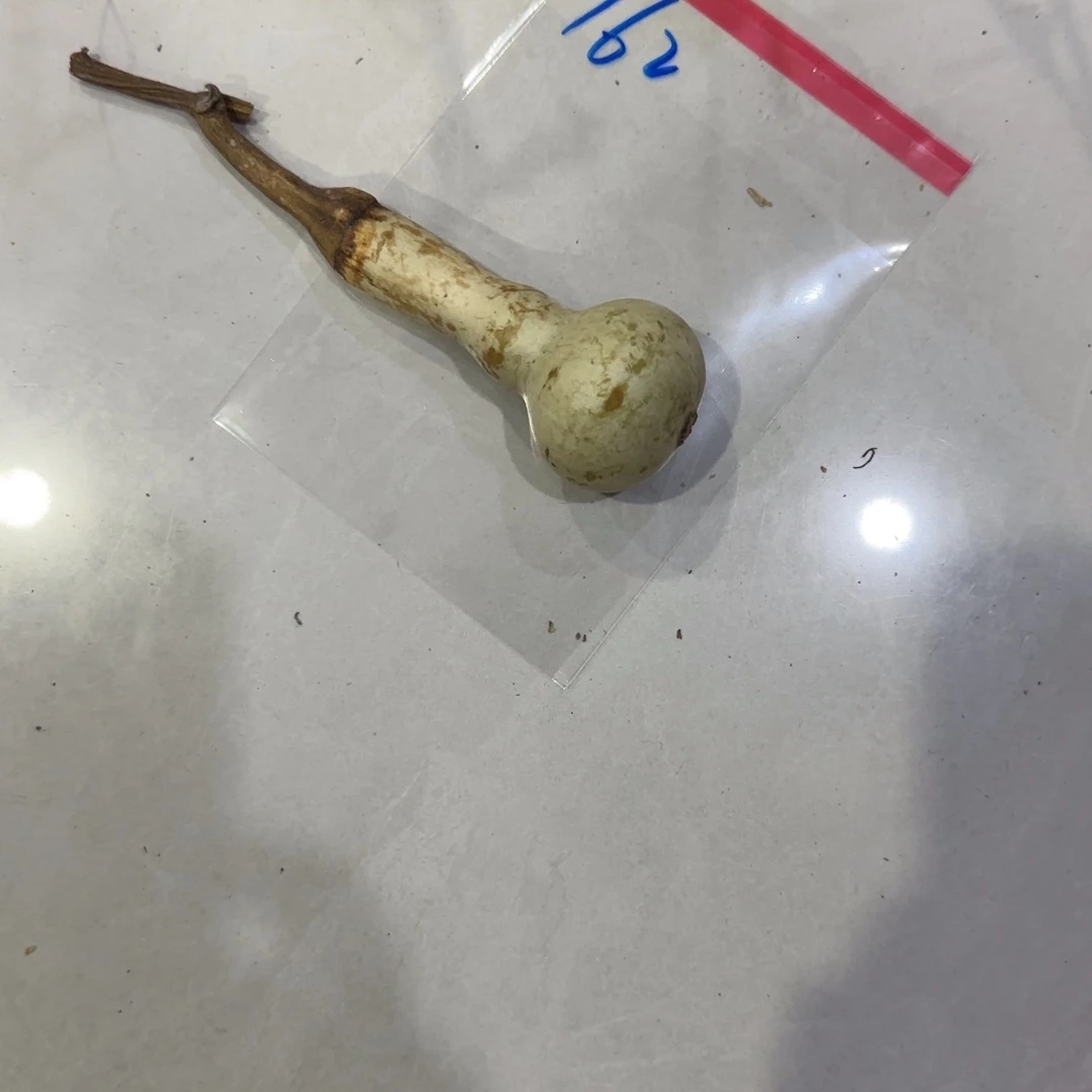 小****青皮不包成青皮不包成