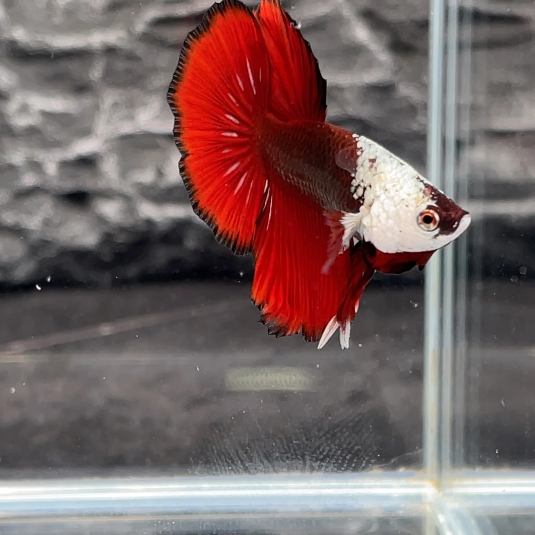 斗鱼Hmpk大红袍半月公