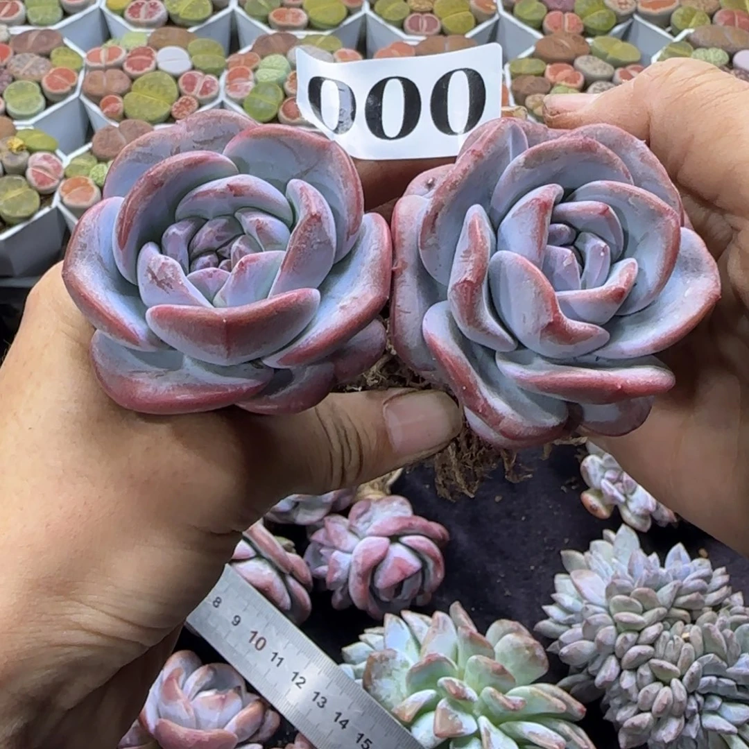 两颗一起一物一拍000