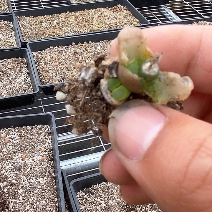 11591一筐磁铁有伤