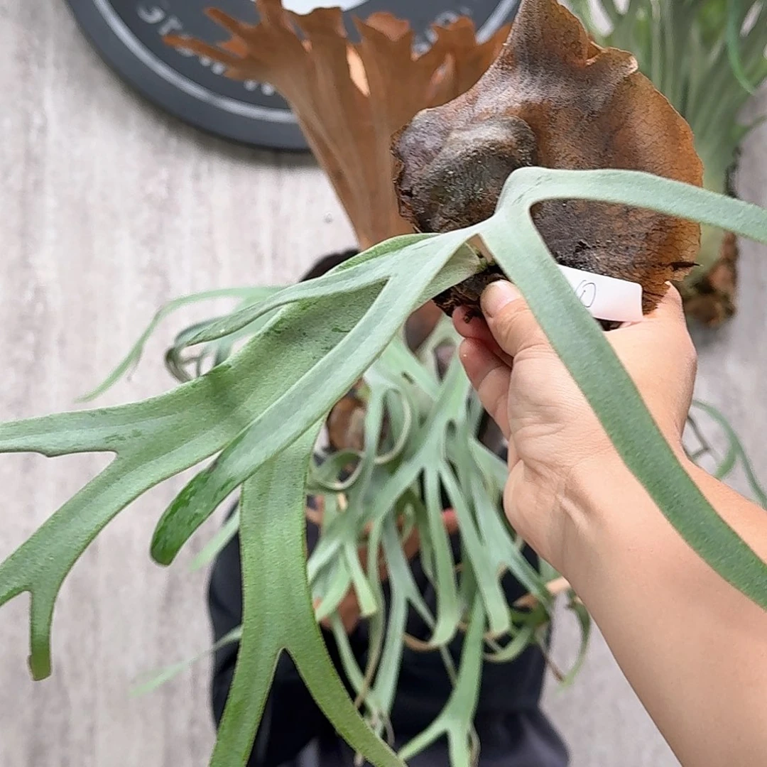 完全开放Freddy现场拆侧芽1