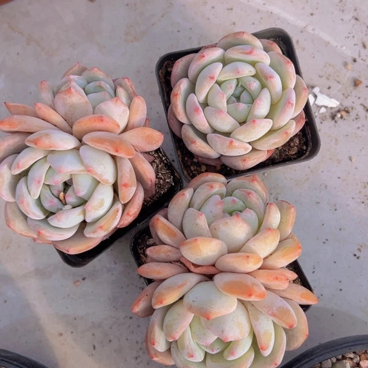 健健康康平平安安