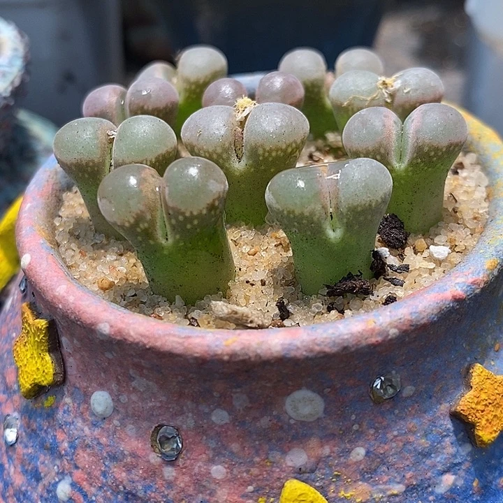 鲑鱼粉风铃一颗。