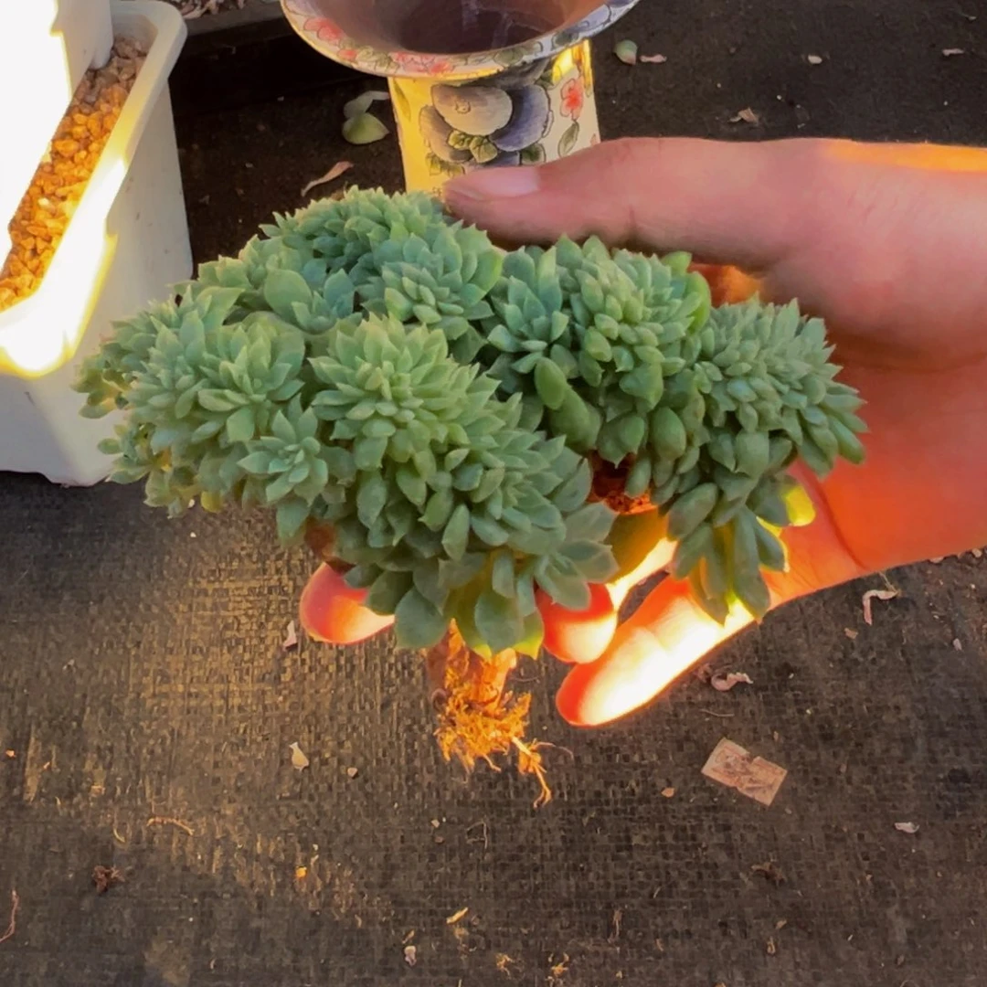 X***c绿体冰魄缀微瑕 天天开心