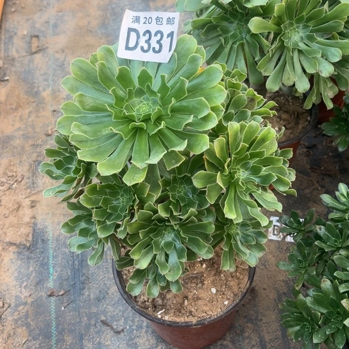 331原始绿不包断枝