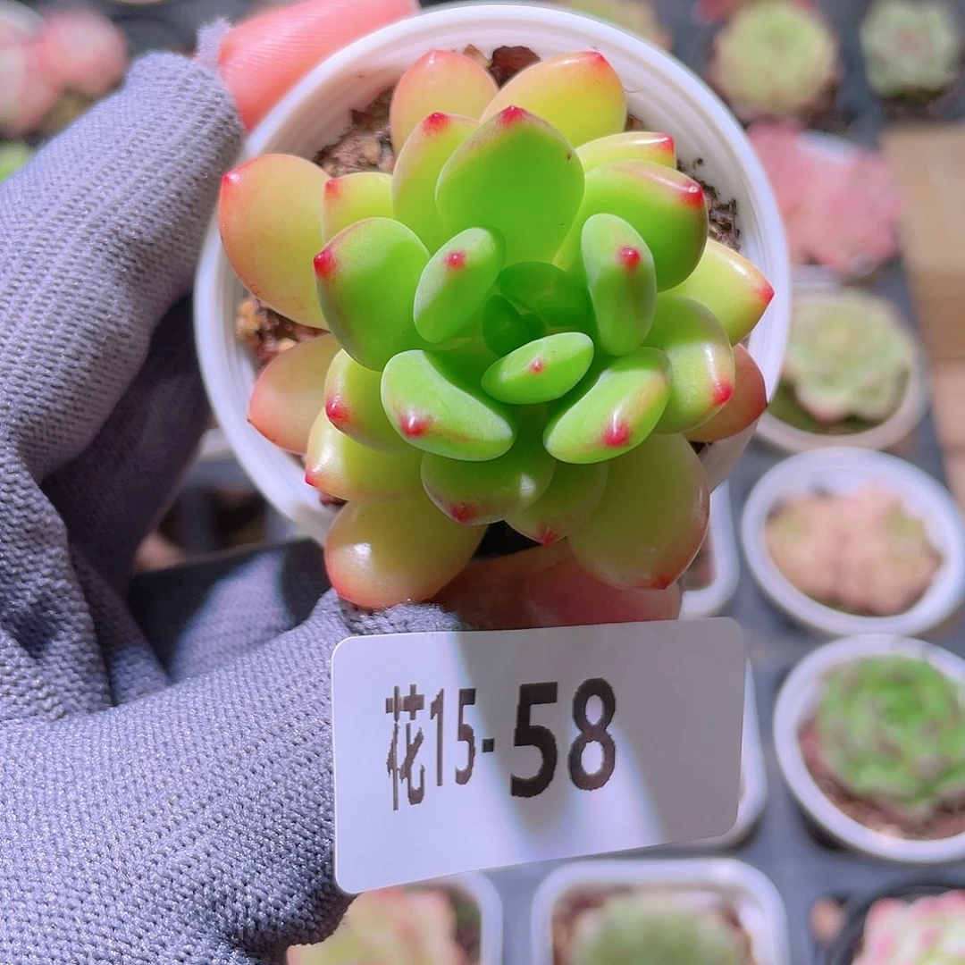 花利美15-58春萌