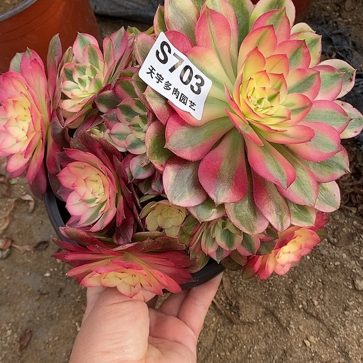 多肉植物荔枝703多肉