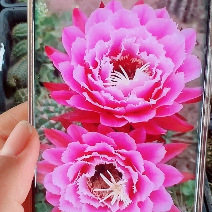 毛花柱冠军仙女侧芽一棵