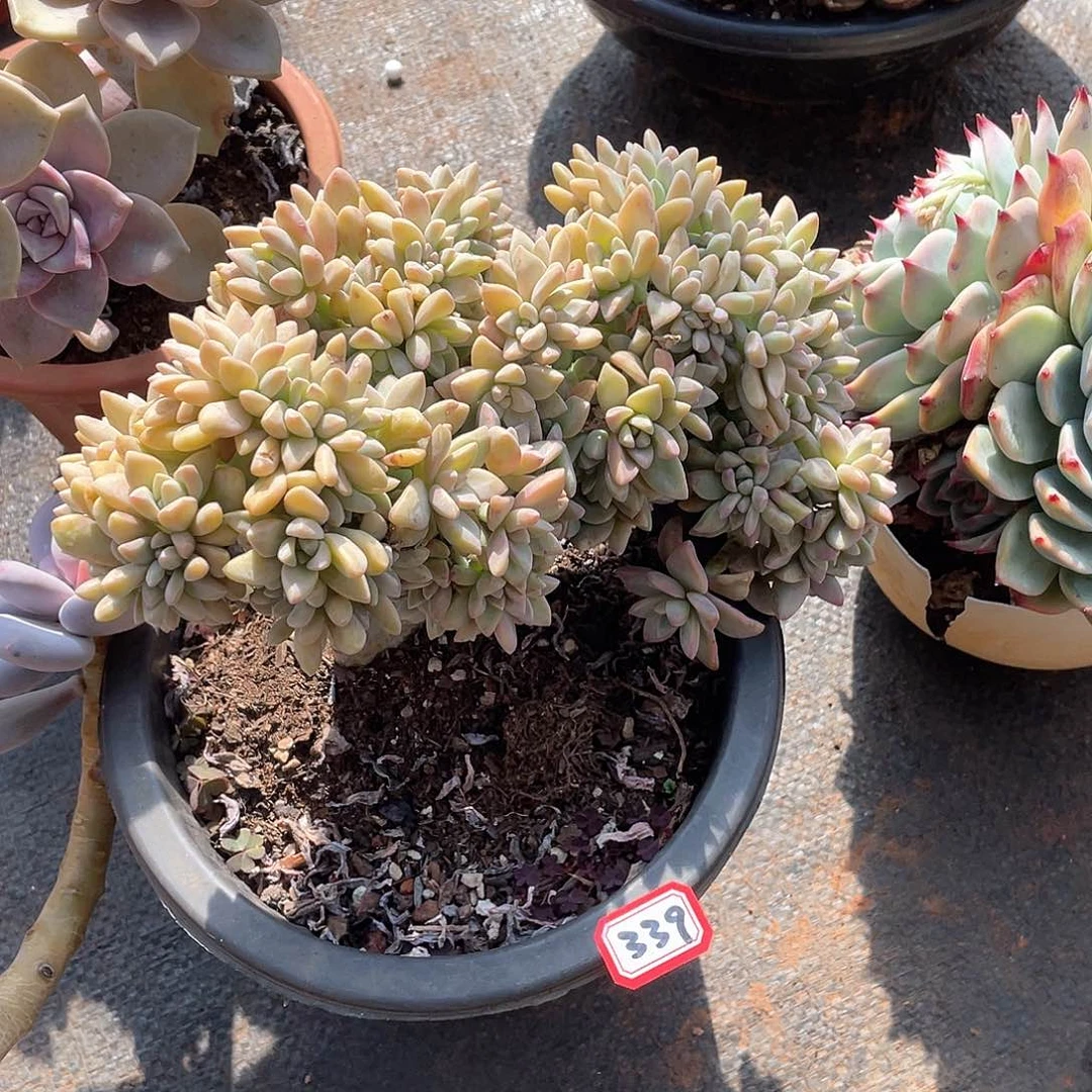 339淡雪缀 一物一拍多肉