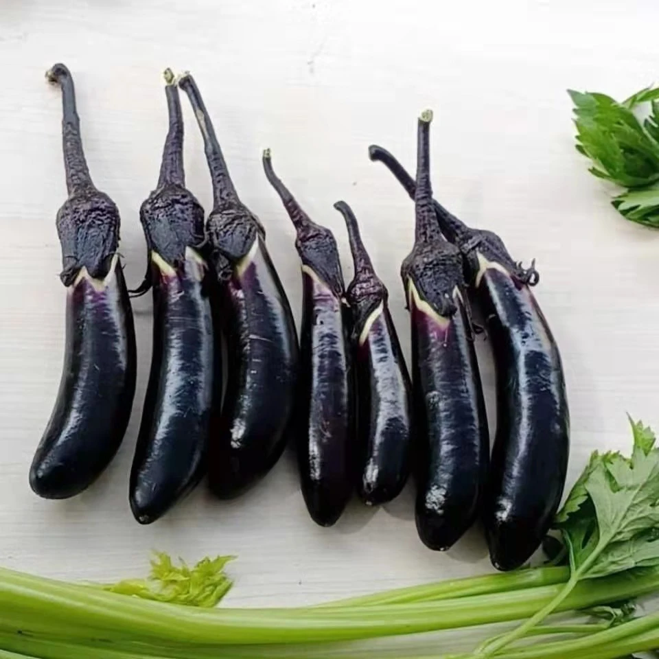 东北农家小院笨茄子