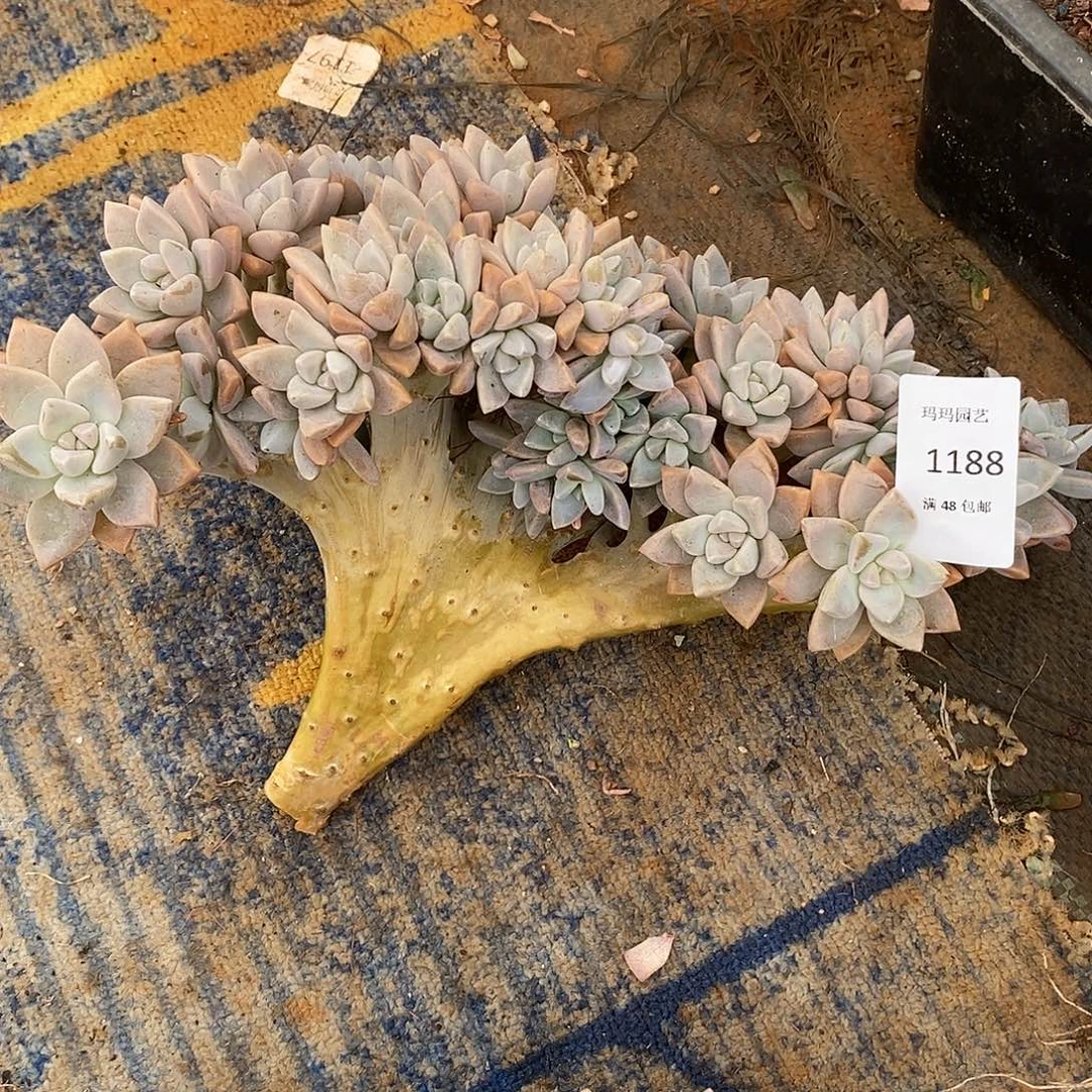 微***╲淡雪缀化多肉多肉1188