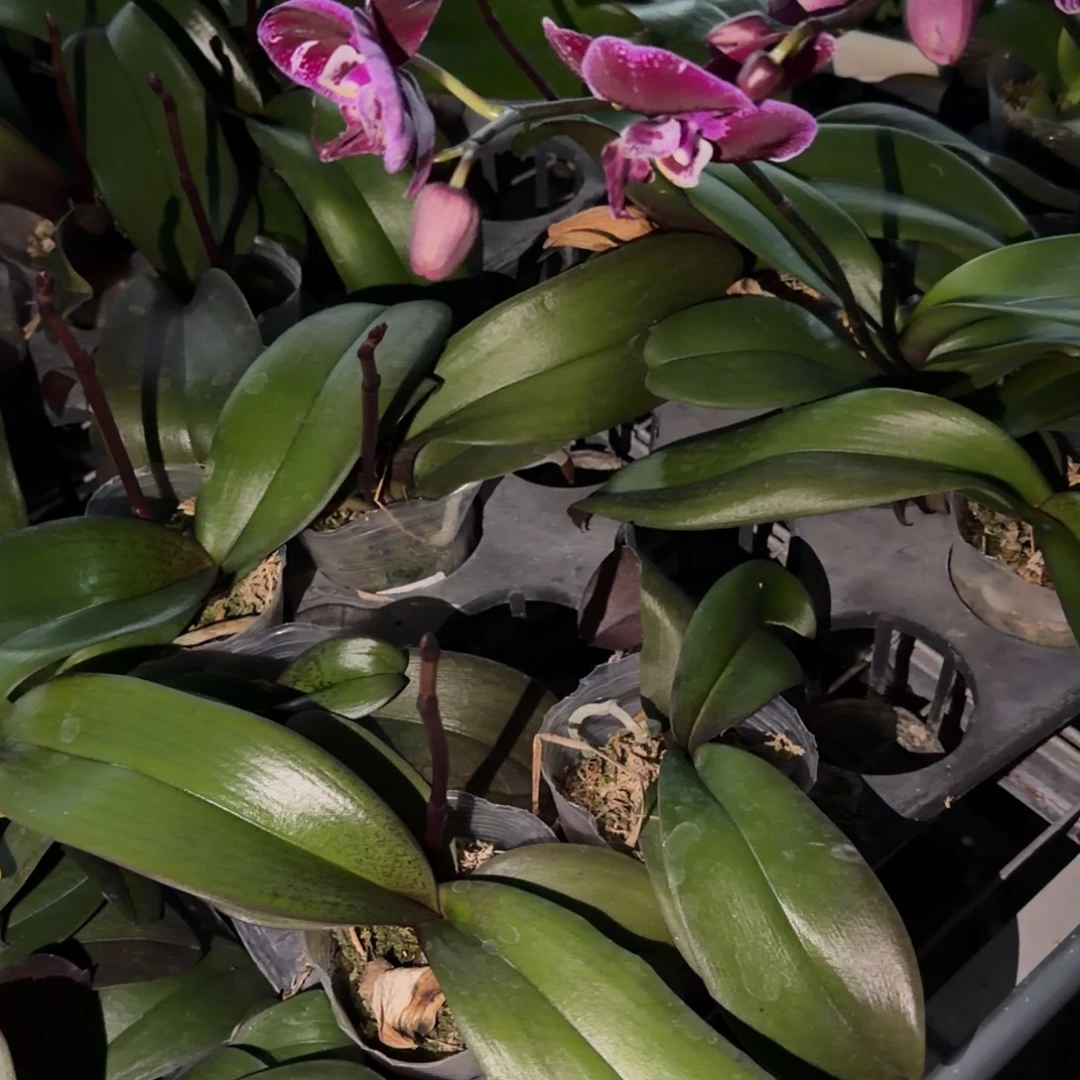 无花朵油画带梗2颗