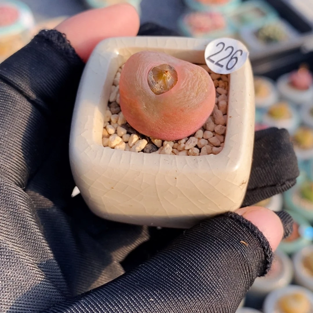 226-一物一拍 带盆