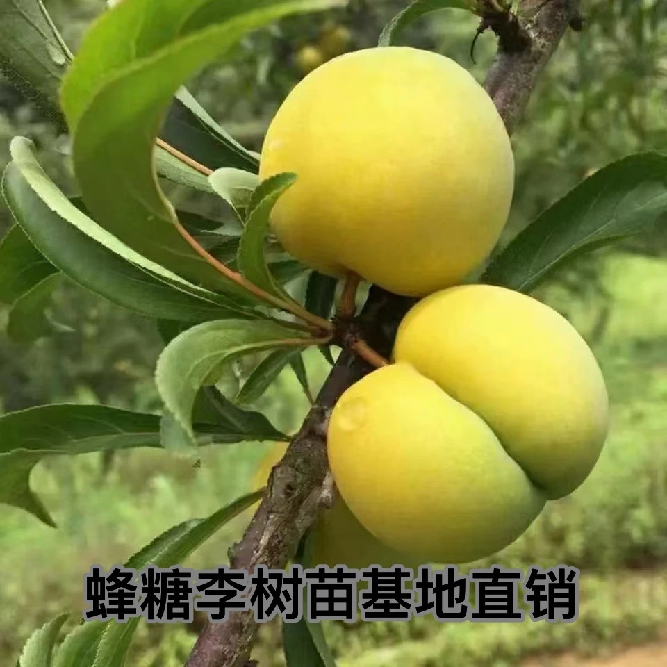 纯正蜂糖李子树苗原产地甜脆蜂糖李嫁接苗糖分高大个李子树苗地栽