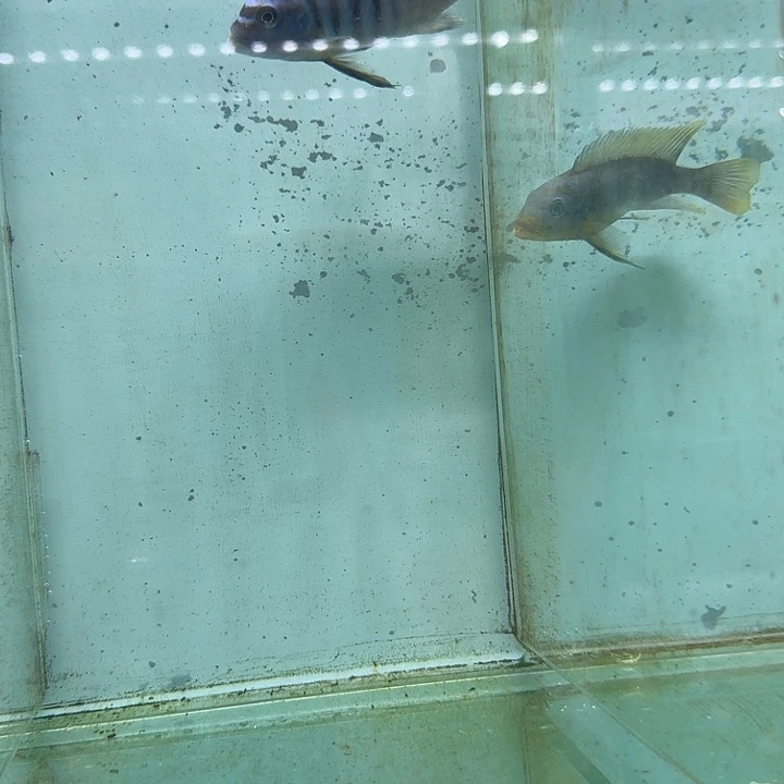 霓虹灯鱼轮多费恩625。