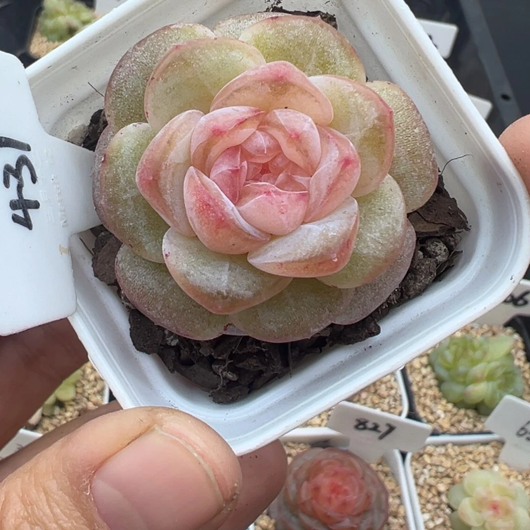 主***狗431号海棠晗雨多肉植物