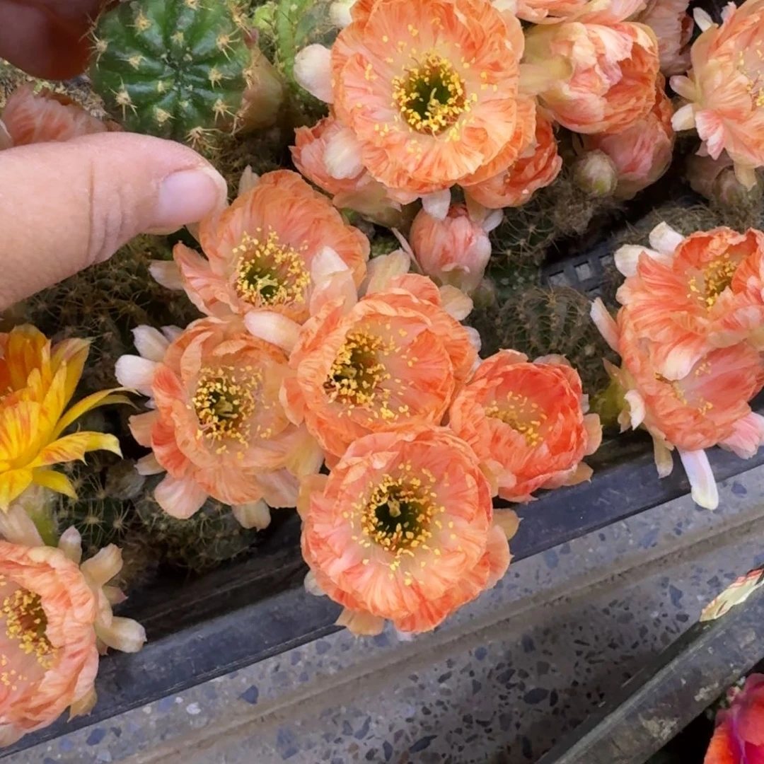 222丽花24歪无根侧牙3公分左右，20包邮