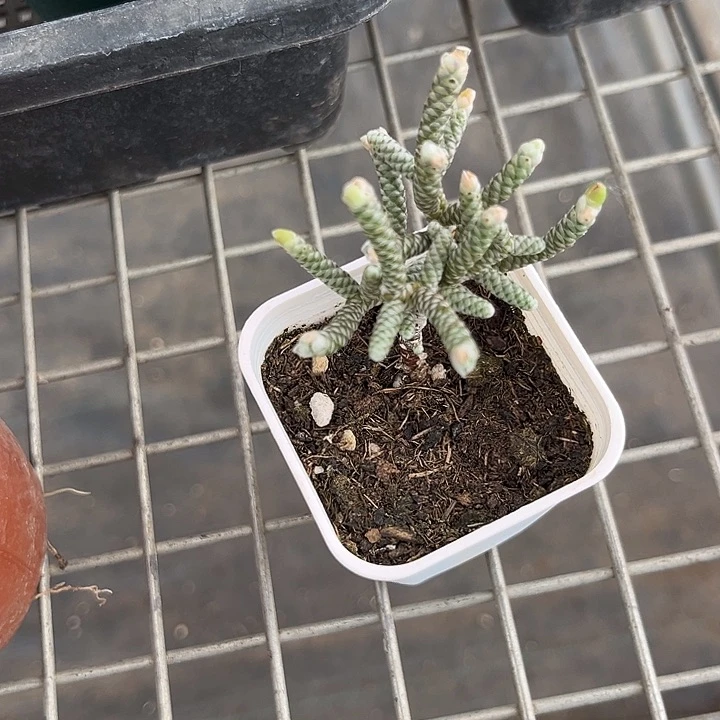 我也不知道我为什么要这样