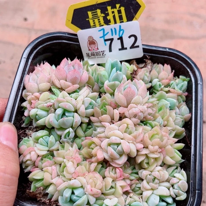 多肉植物多肉植物