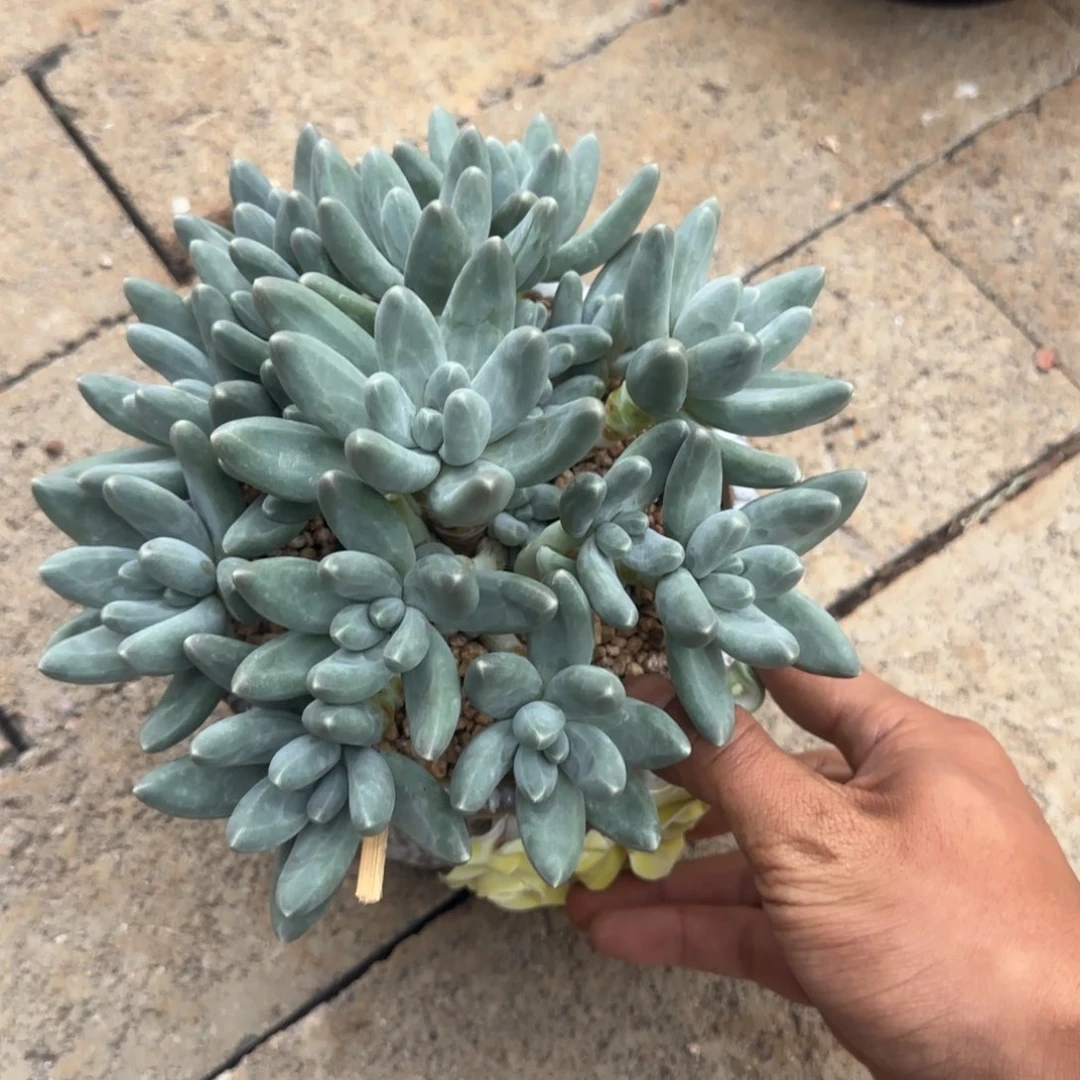 多肉植物多肉多肉