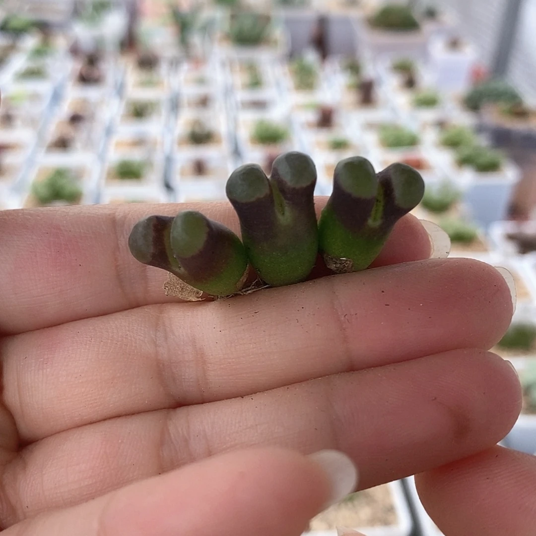 一物一拍三颗磁铁风铃