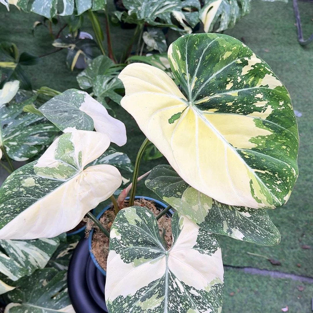 无花朵安****选G6明脉锦1111