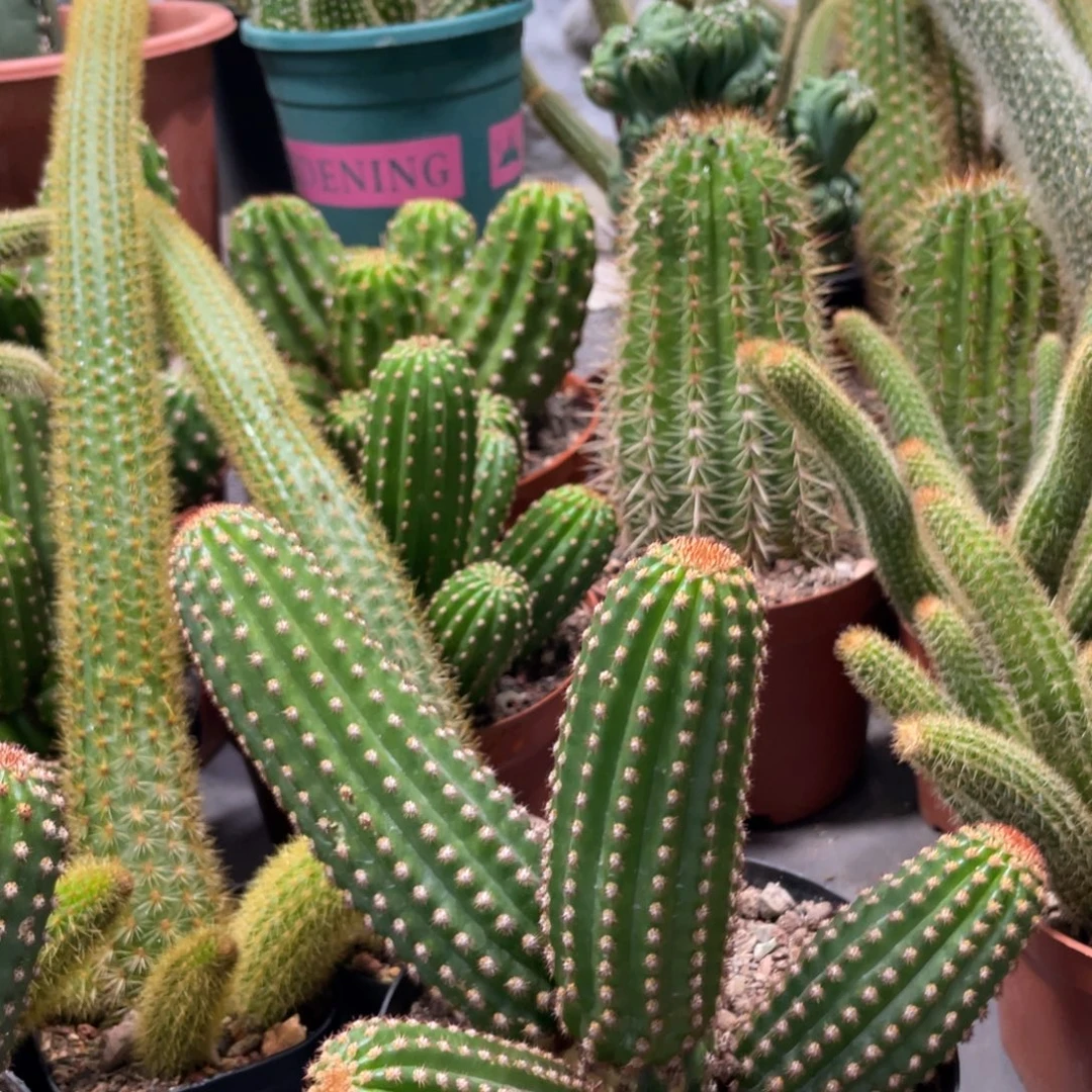 进口金妞金1群生一物一拍1