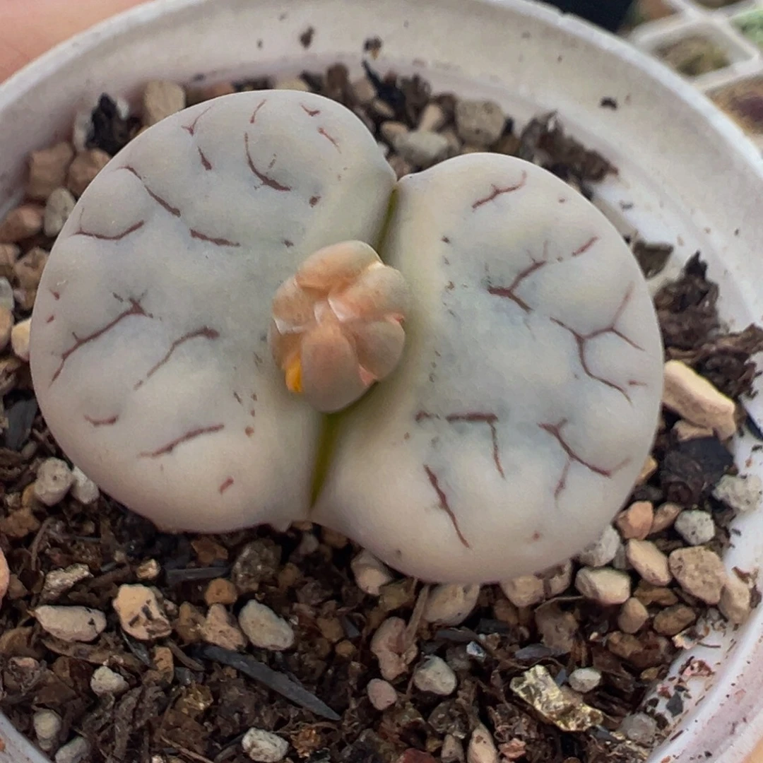 荒玉多肉植物带盆