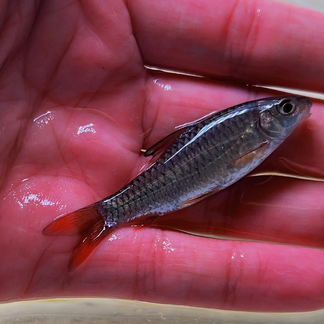 吉罗鱼黄彩虹苗子6.7cm一个