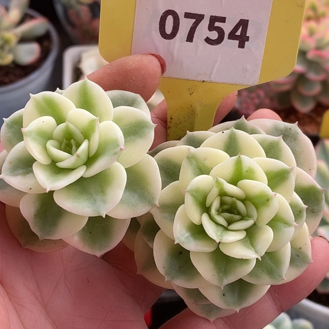 754头盖哈哈哈哈哈