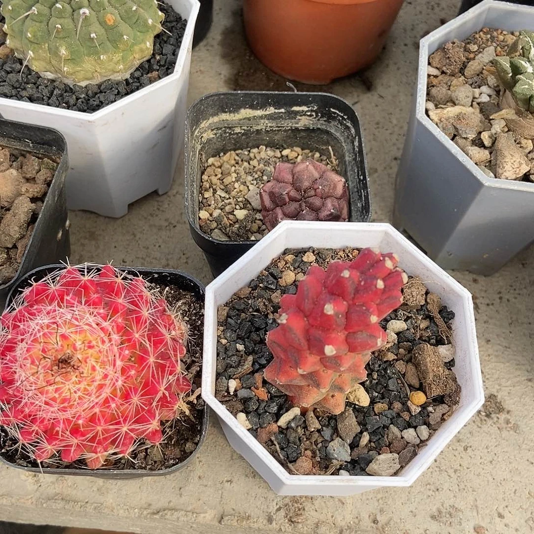 梦想将军阁锦红娜丸