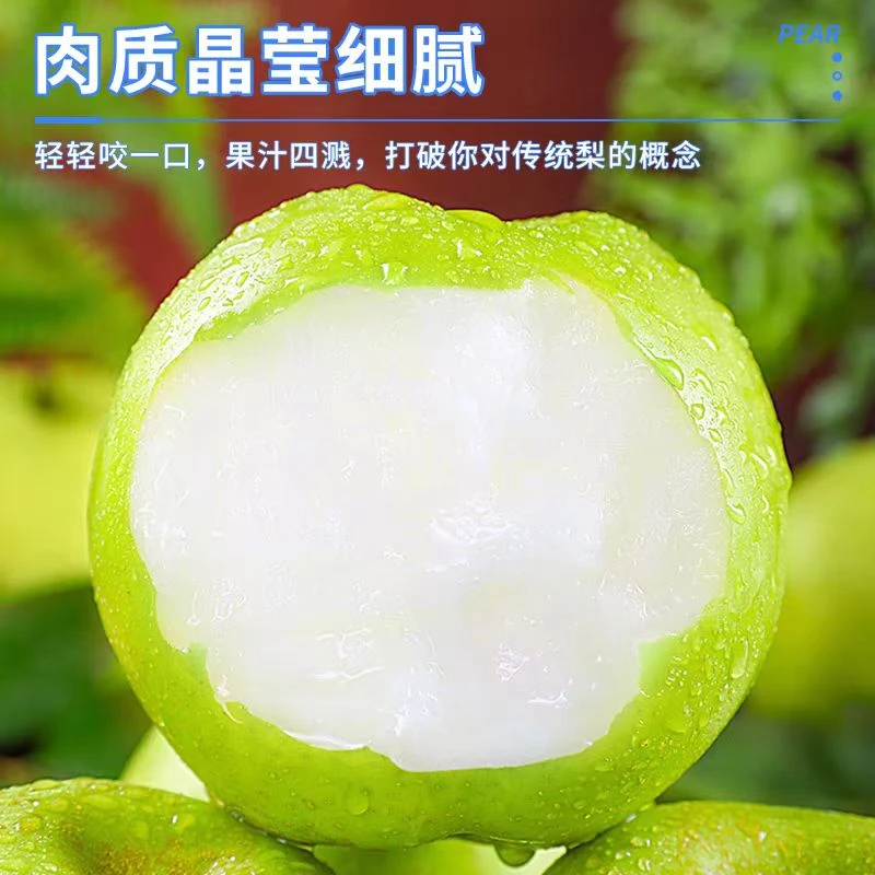 正宗砀山新鲜翠冠梨皇冠青梨新果脱骨脆甜多汁爽口整箱包邮批发