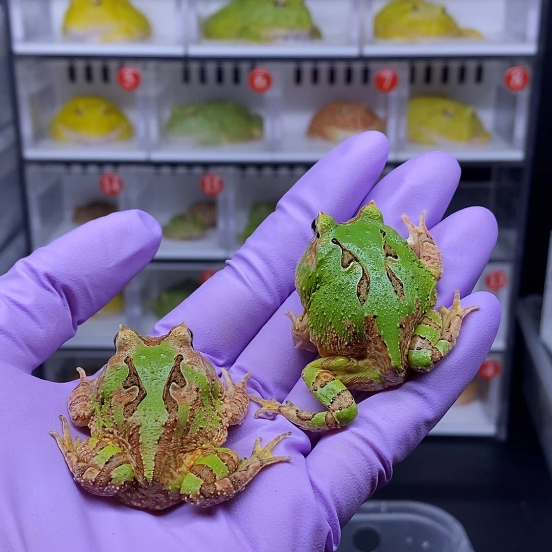 角蛙蝴蝶一只78元